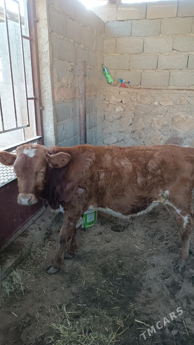 okuz - Джебел - img 3