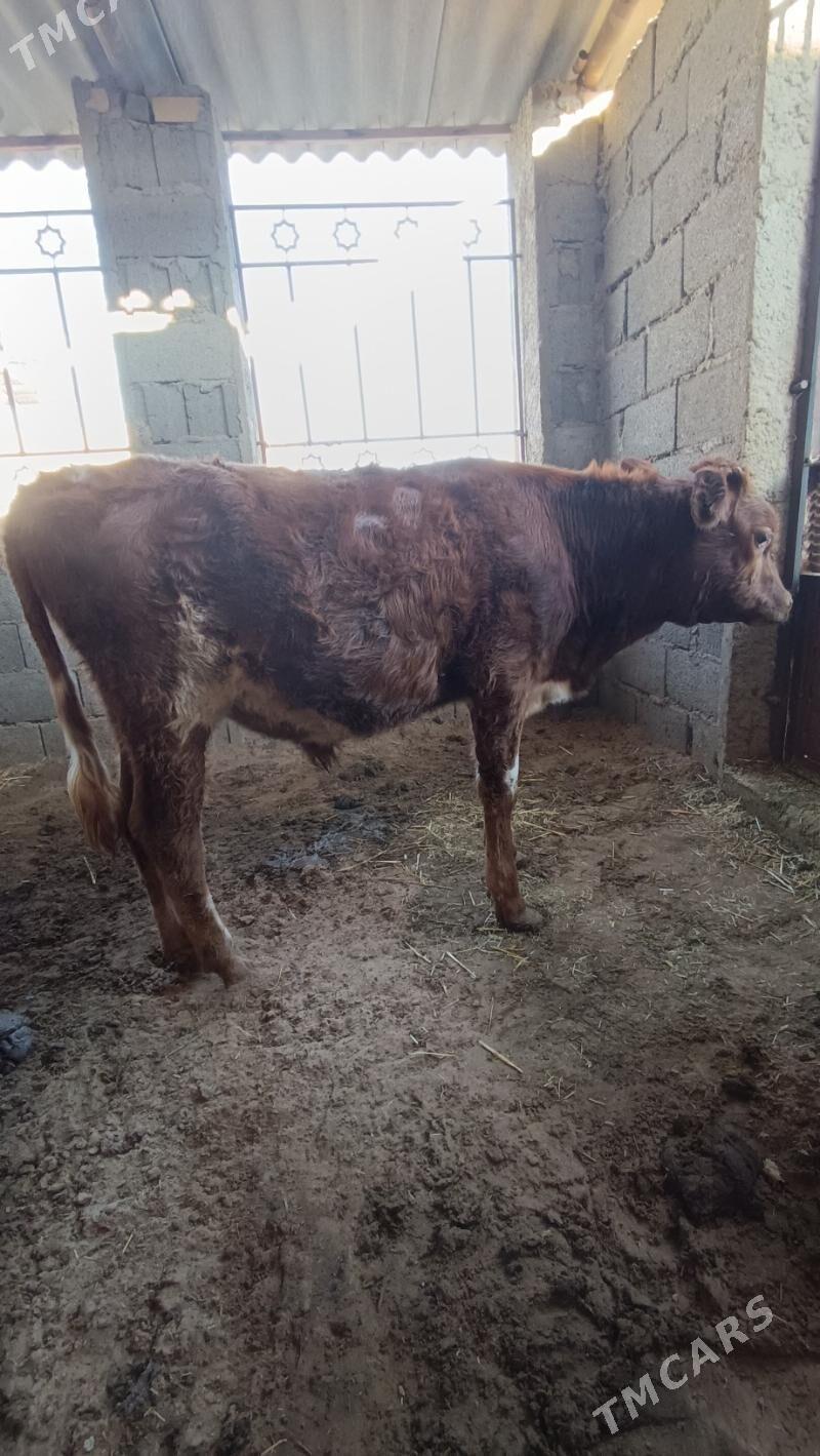 okuz - Джебел - img 2