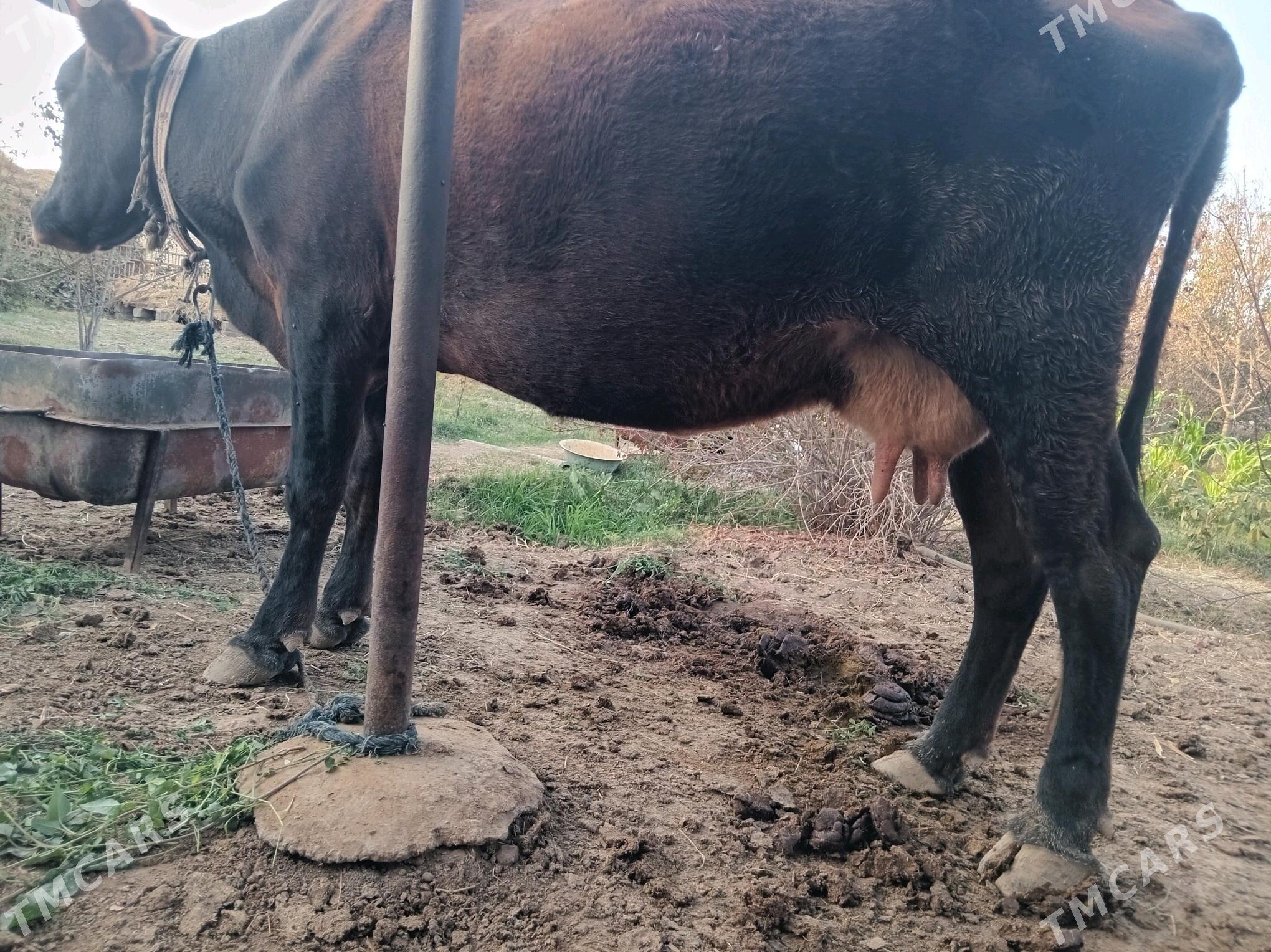 göleli sygyr - Wekilbazar - img 4