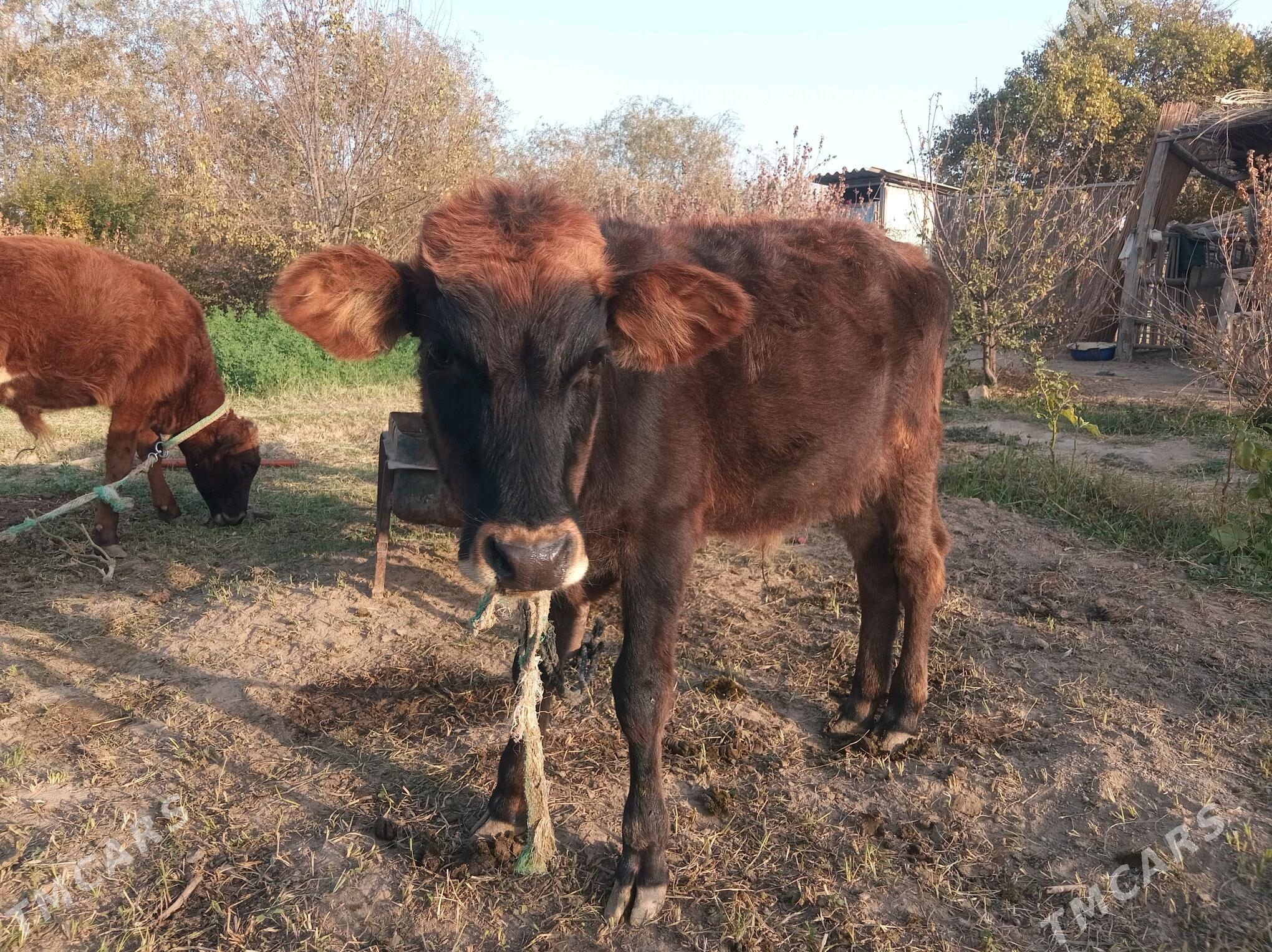 göleli sygyr - Wekilbazar - img 3