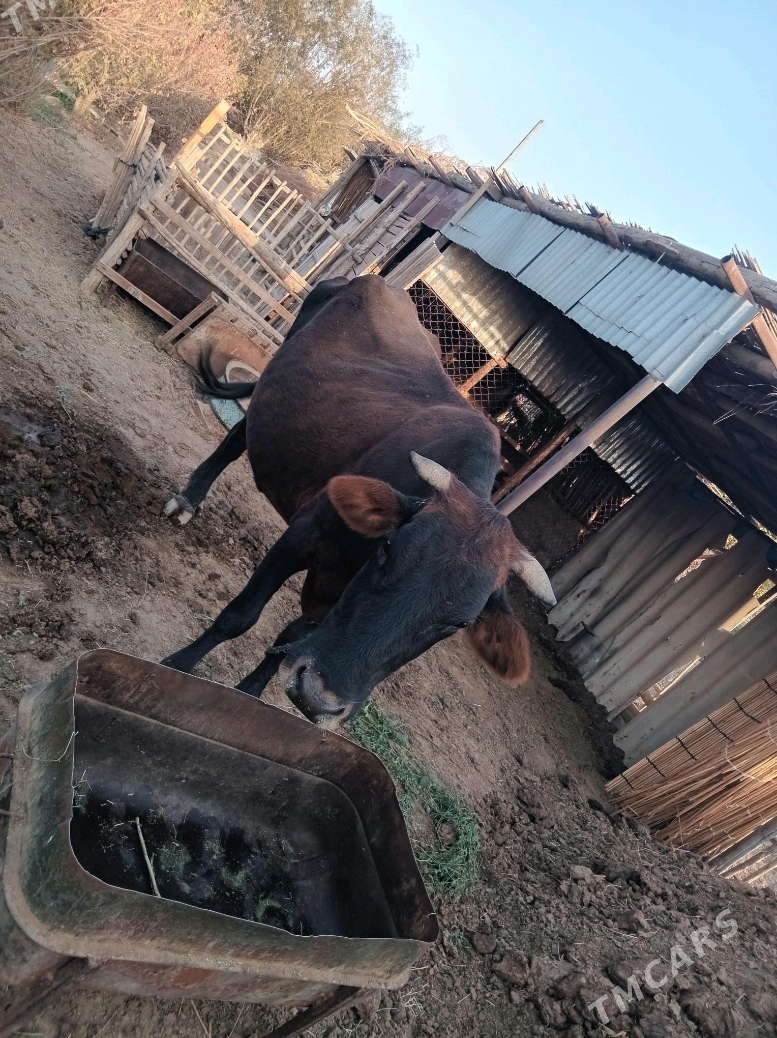 göleli sygyr - Wekilbazar - img 1