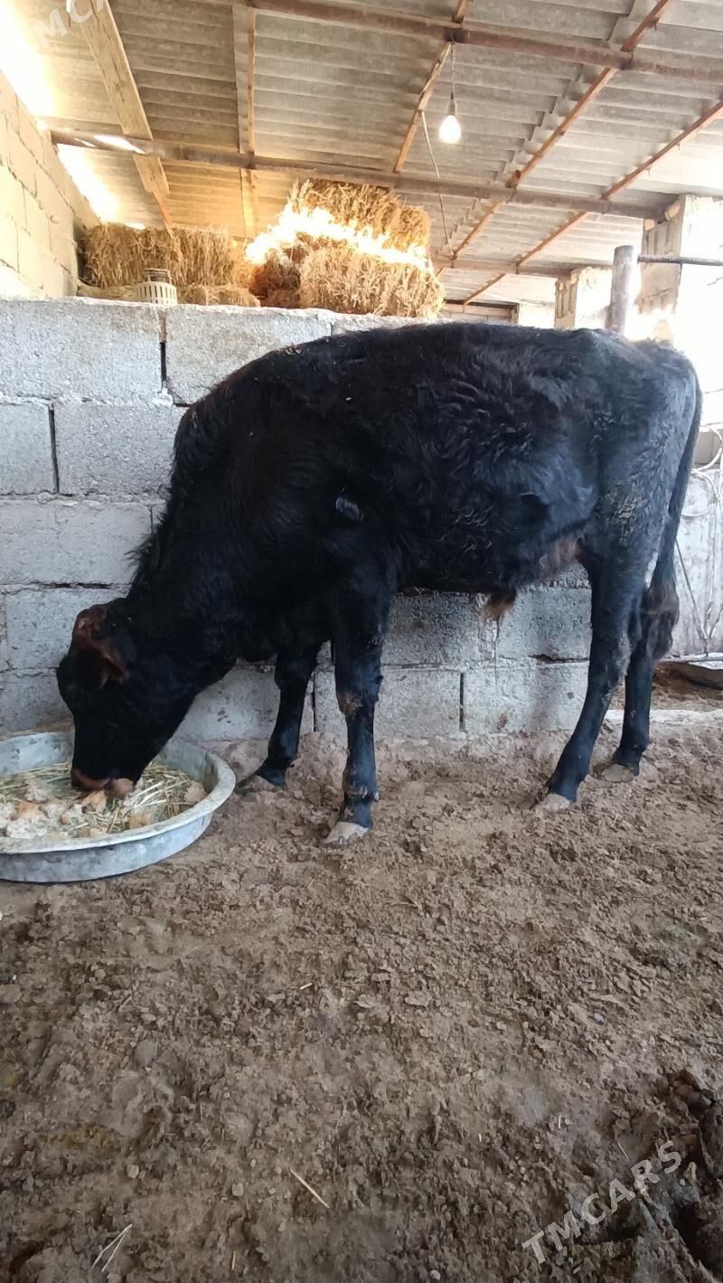 okuz - Джебел - img 2