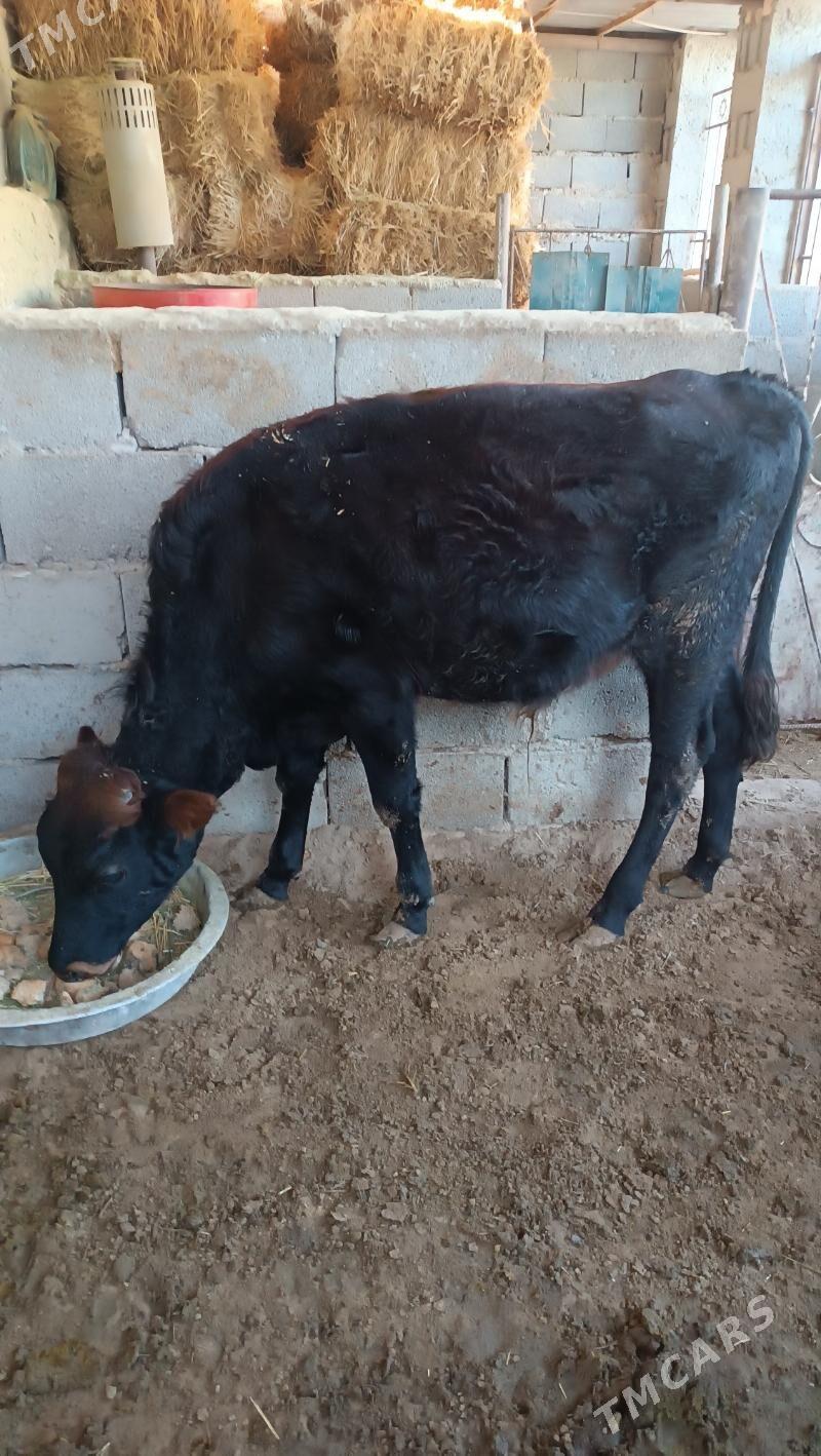 okuz - Джебел - img 3