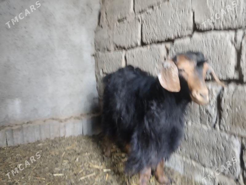 paksdan. geçy - Büzmeýin - img 3