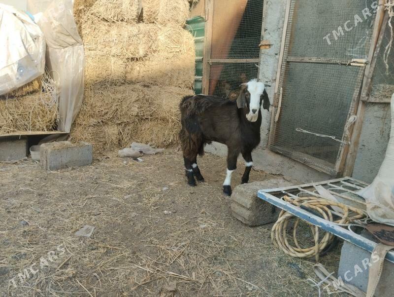 paksdan. geçy - Büzmeýin - img 4