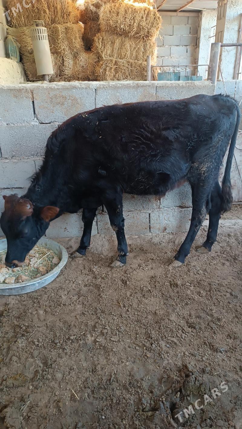 okuz - Джебел - img 1