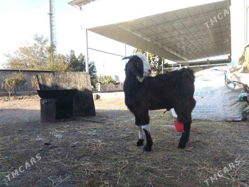 paksdan. geçy - Büzmeýin - img 2