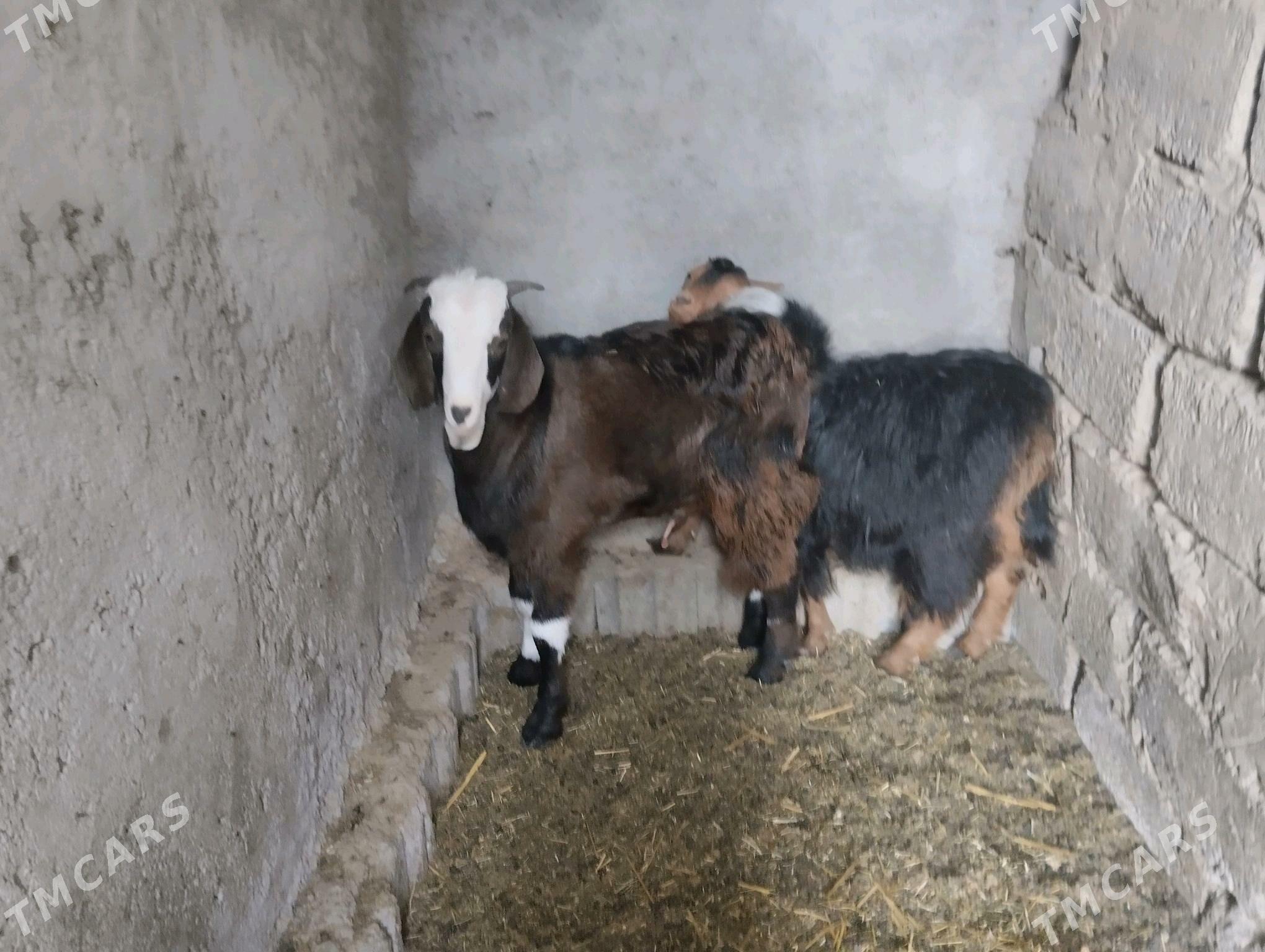 paksdan. geçy - Büzmeýin - img 5