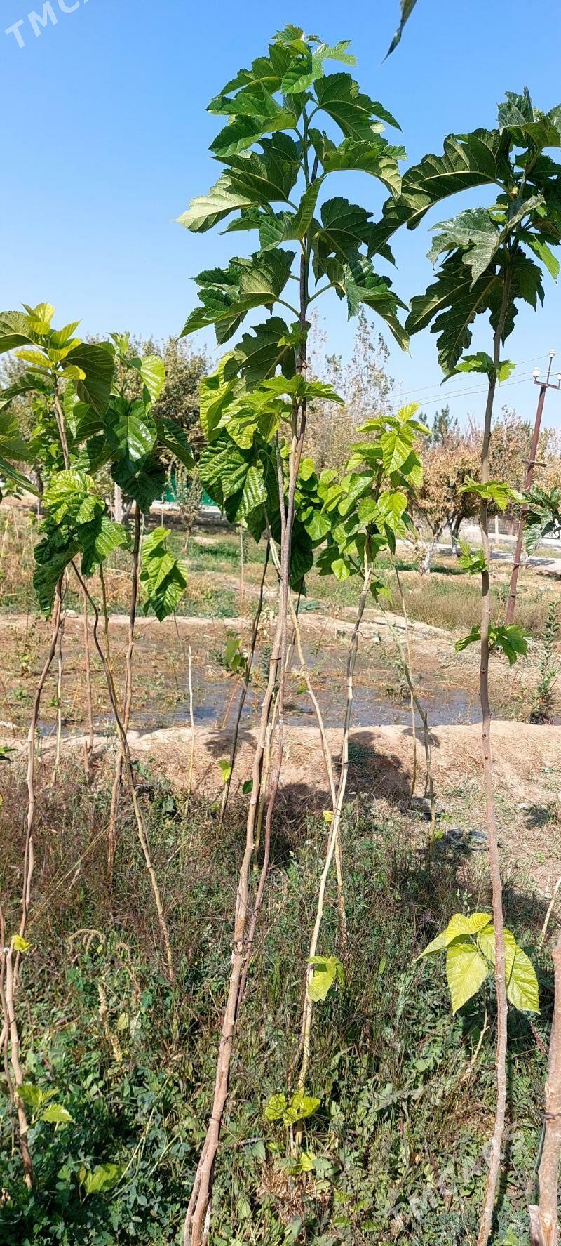 Şa tut - Bekrewe - img 2