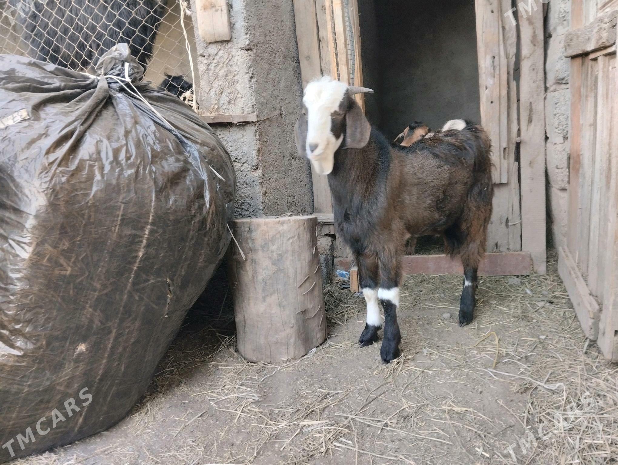 paksdan. geçy - Büzmeýin - img 6