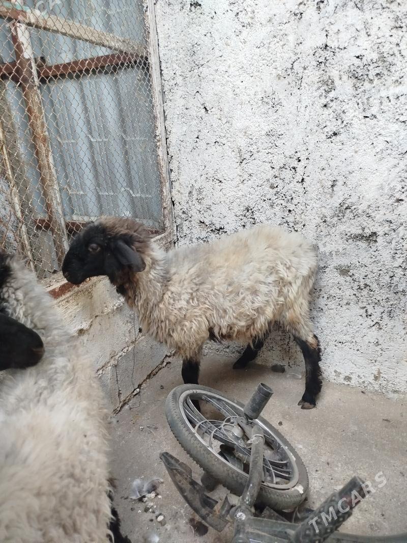 Tokly - Çoganly - img 1