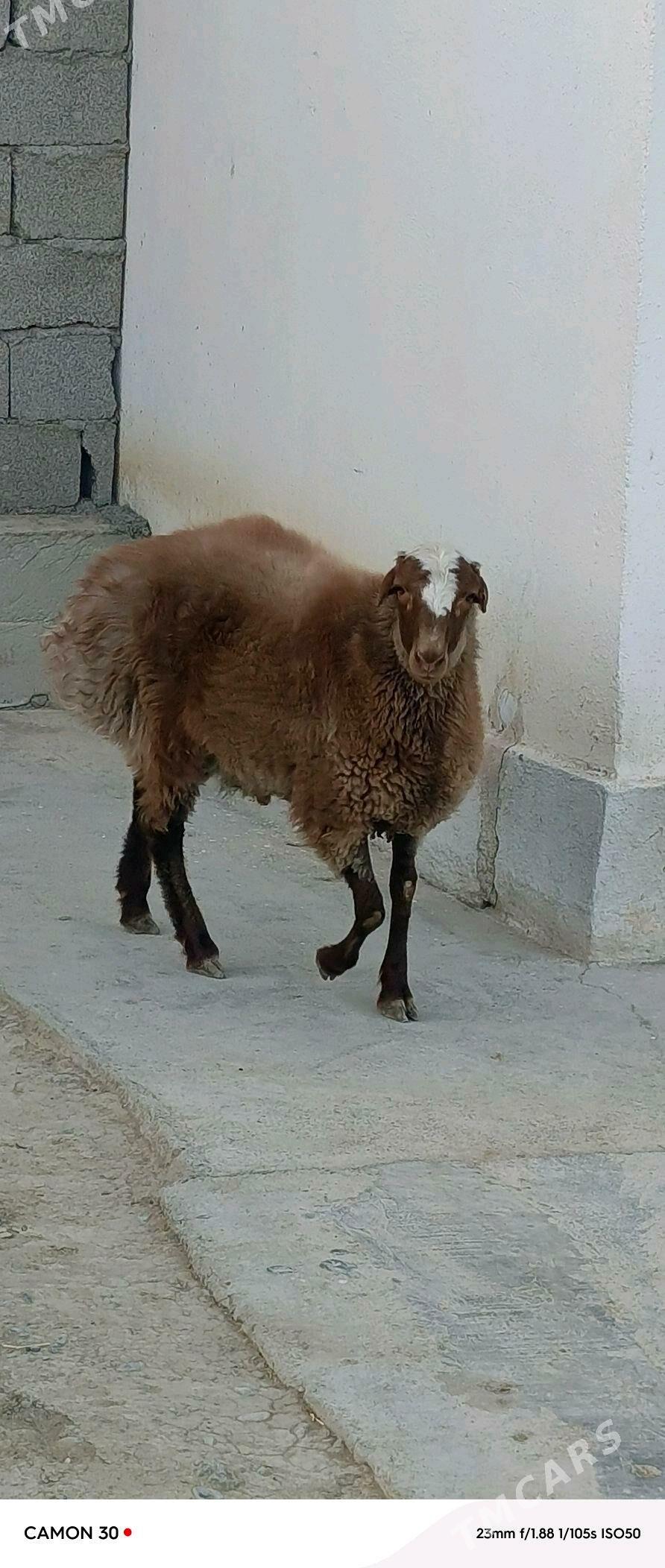 Goyun - Гёкдепе - img 3