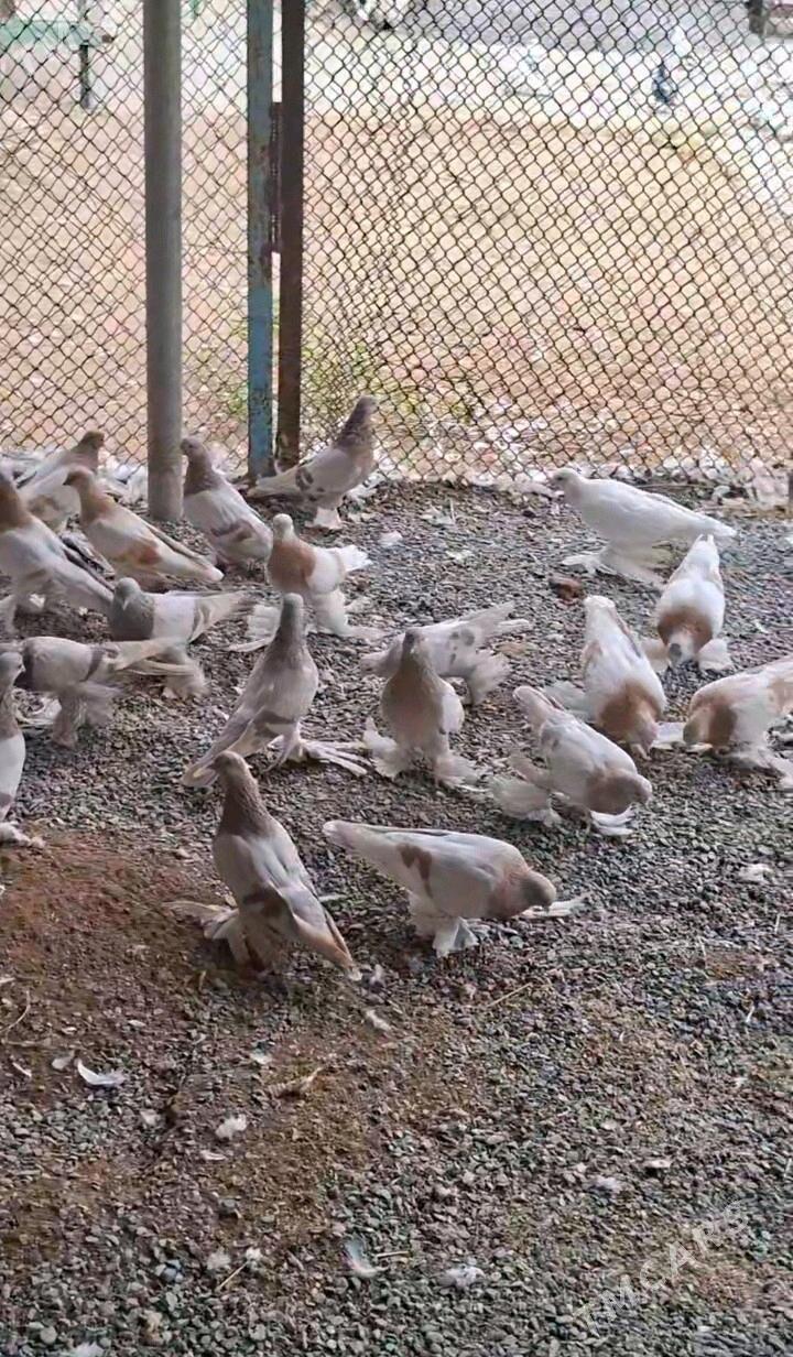 kepderi - Aşgabat - img 2