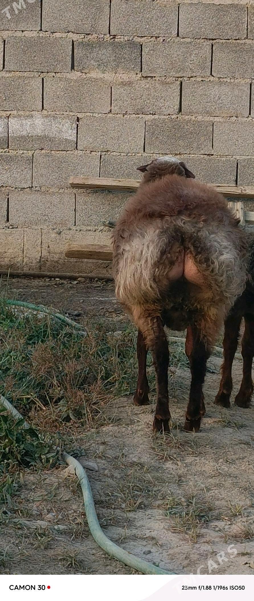 Goyun - Гёкдепе - img 1