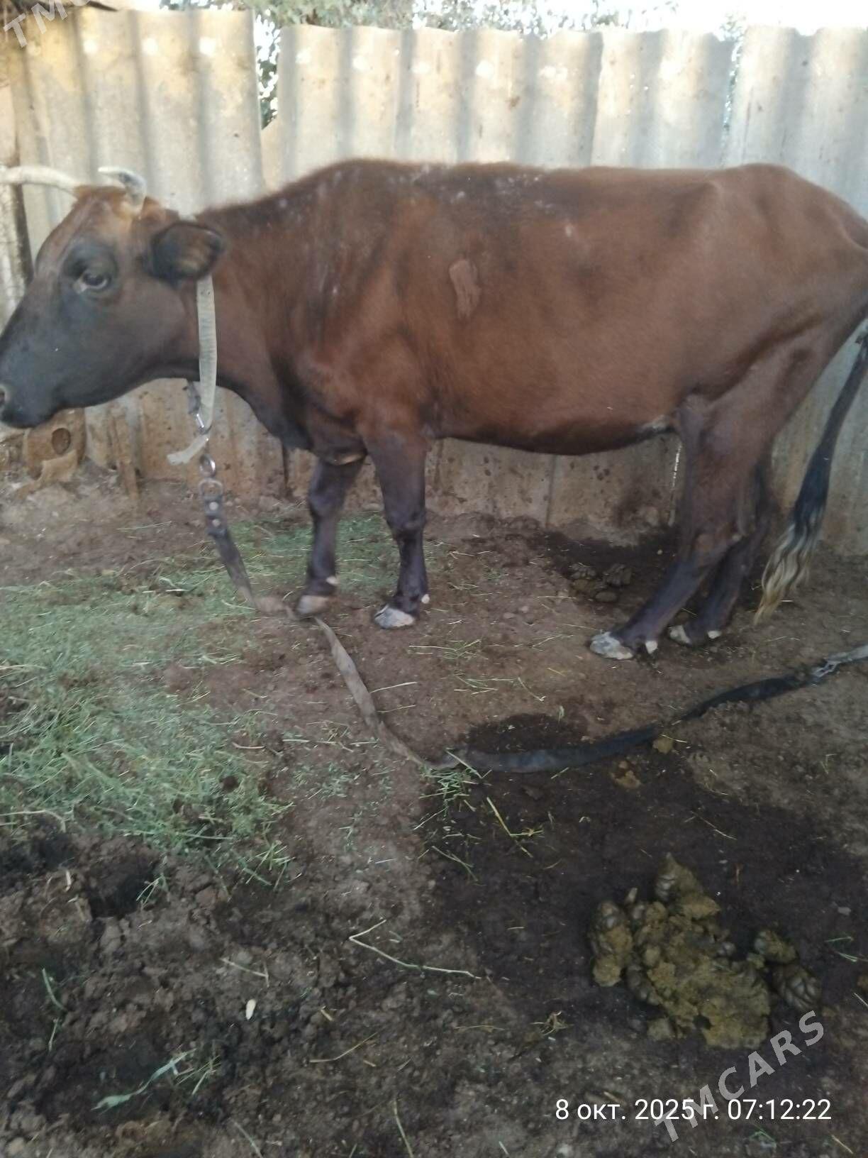 Bogaz sygyr - Мургап - img 2