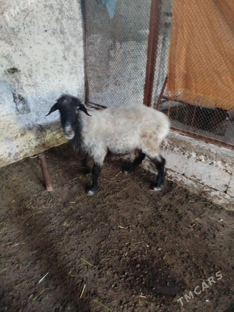 ene goyun - Чоганлы - img 5