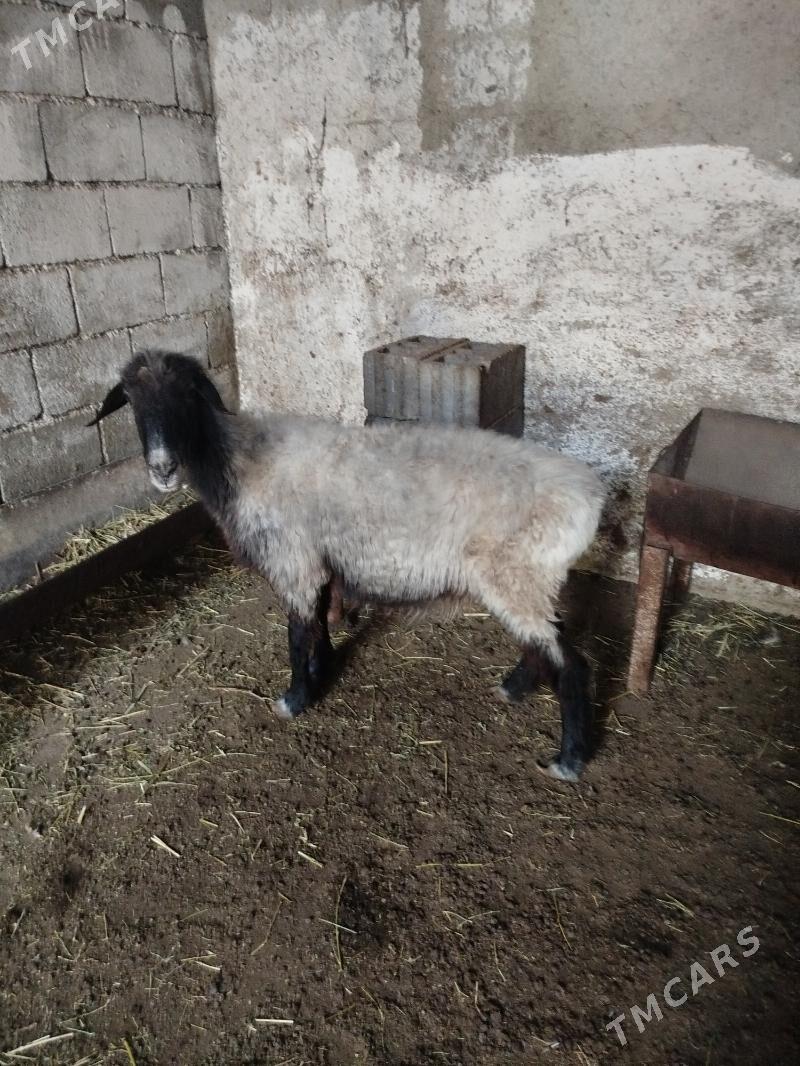 ene goyun - Чоганлы - img 3