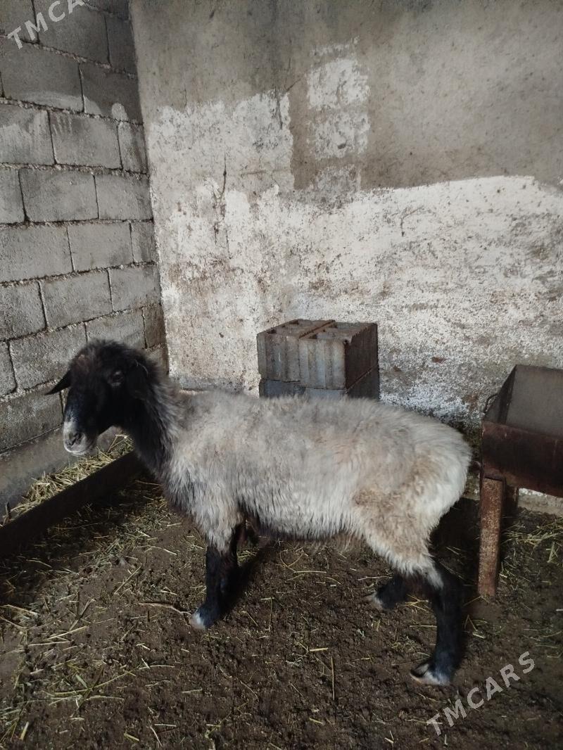 ene goyun - Чоганлы - img 2