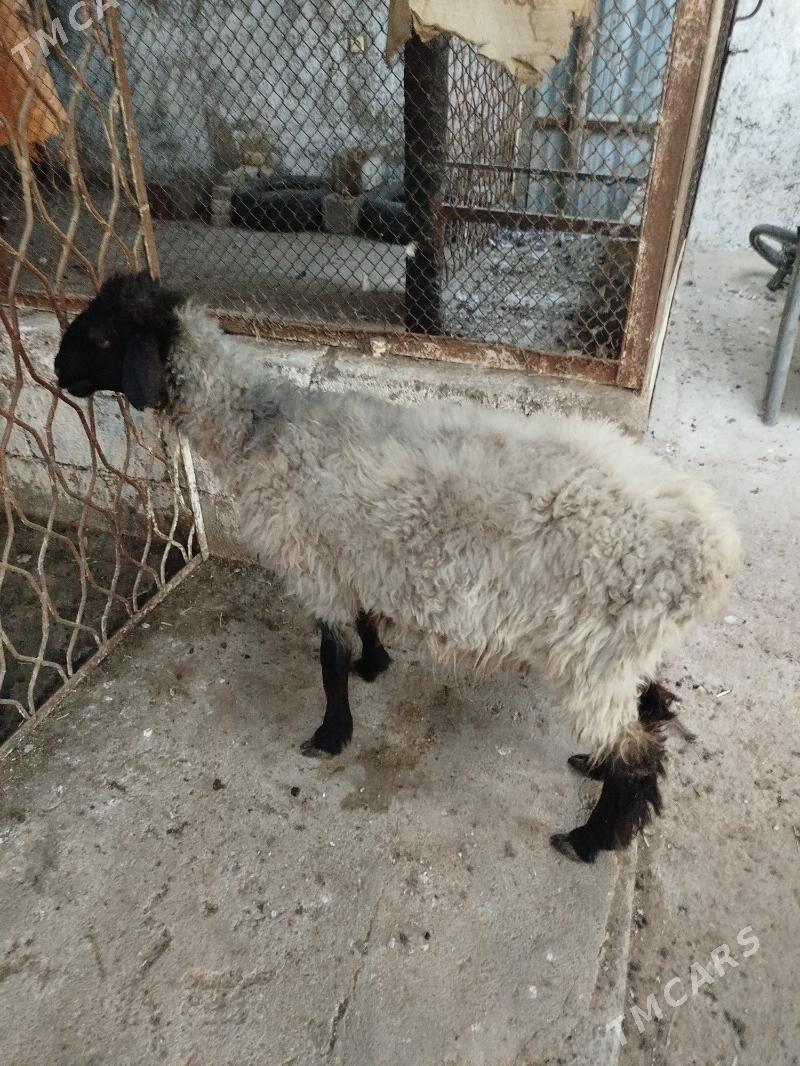 ene goyun - Чоганлы - img 6