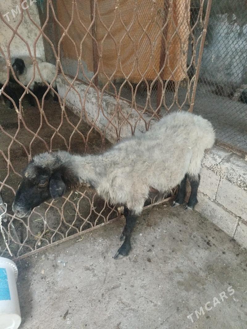 ene goyun - Чоганлы - img 1