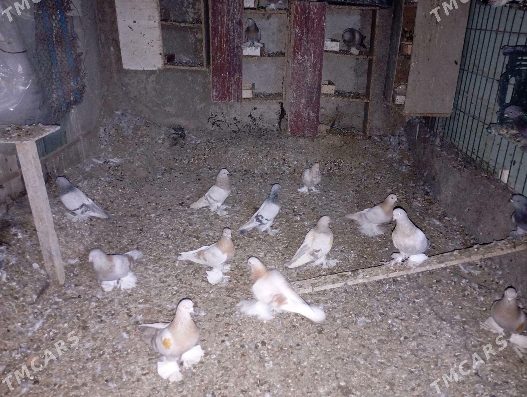 kepderi - Aşgabat - img 3