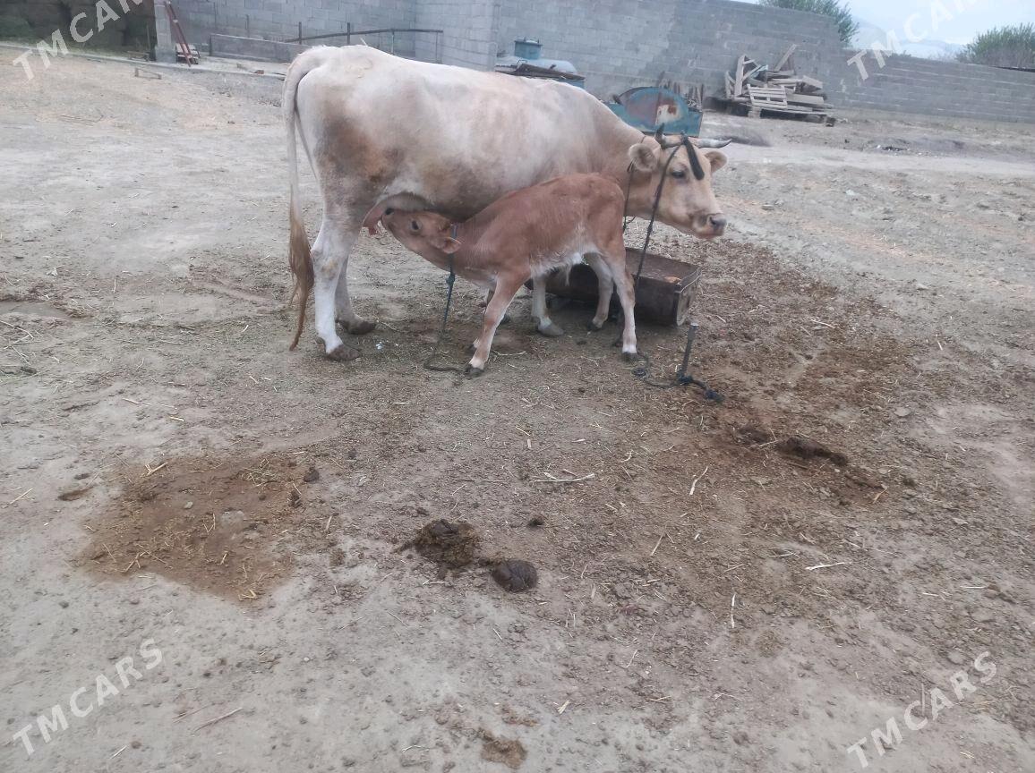 sygyr.  göleli. - Bäherden - img 2