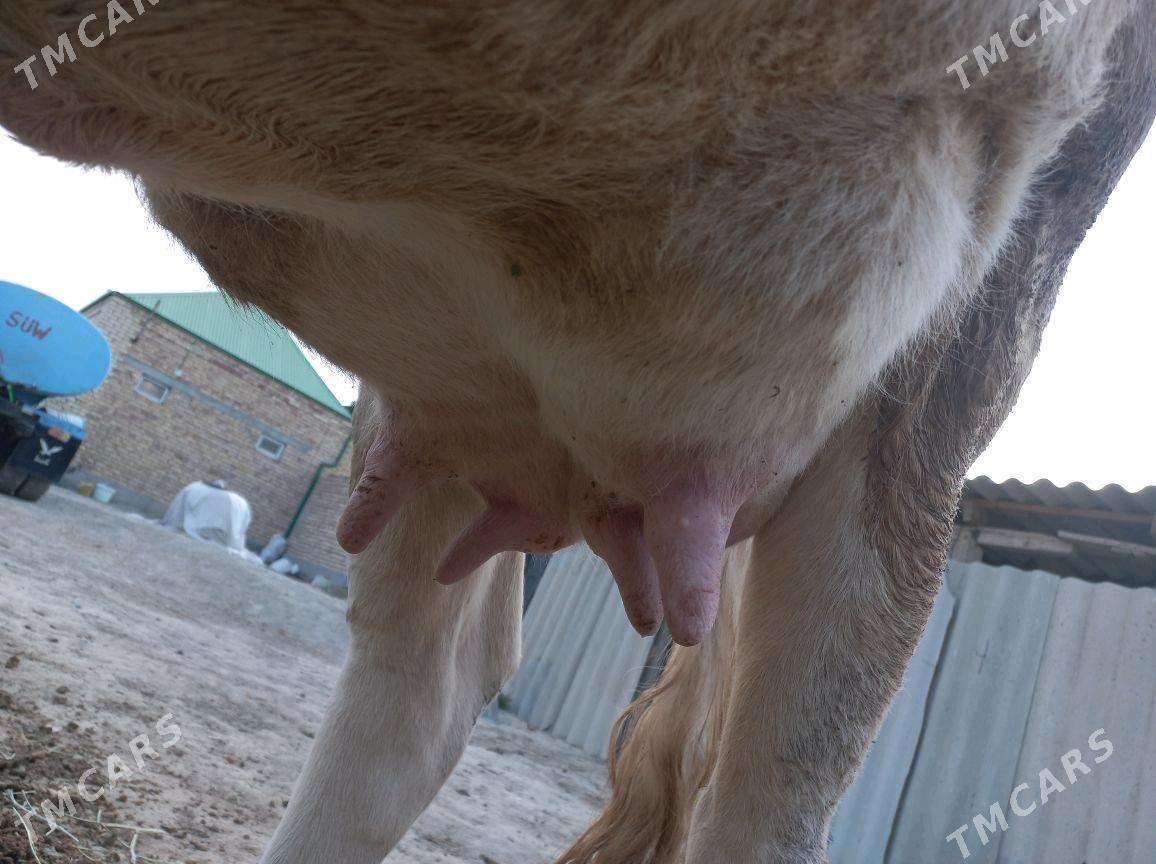 sygyr.  göleli. - Bäherden - img 3