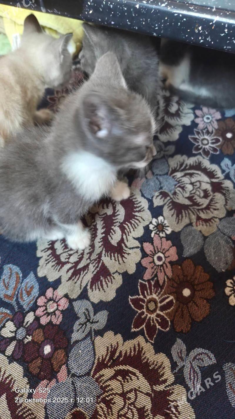 Pisik - 6 мкр - img 1