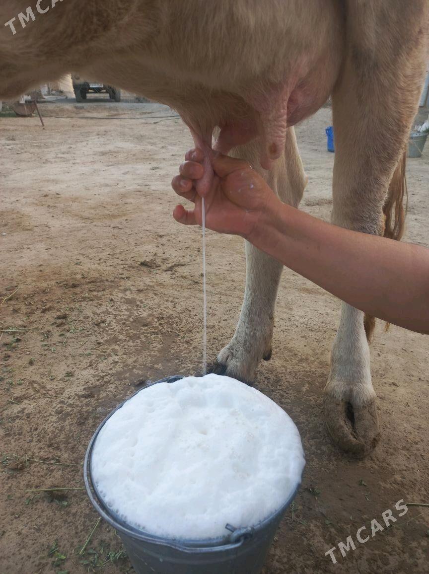 sygyr.  göleli. - Bäherden - img 4