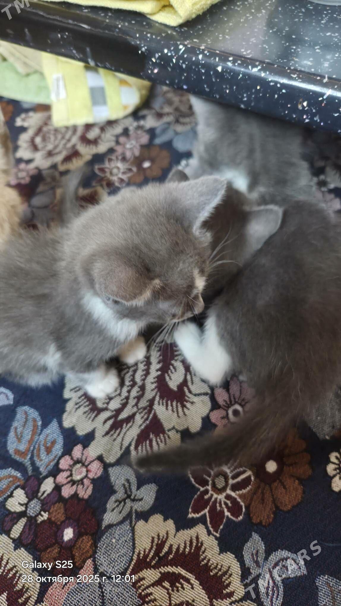 Pisik - 6 мкр - img 2