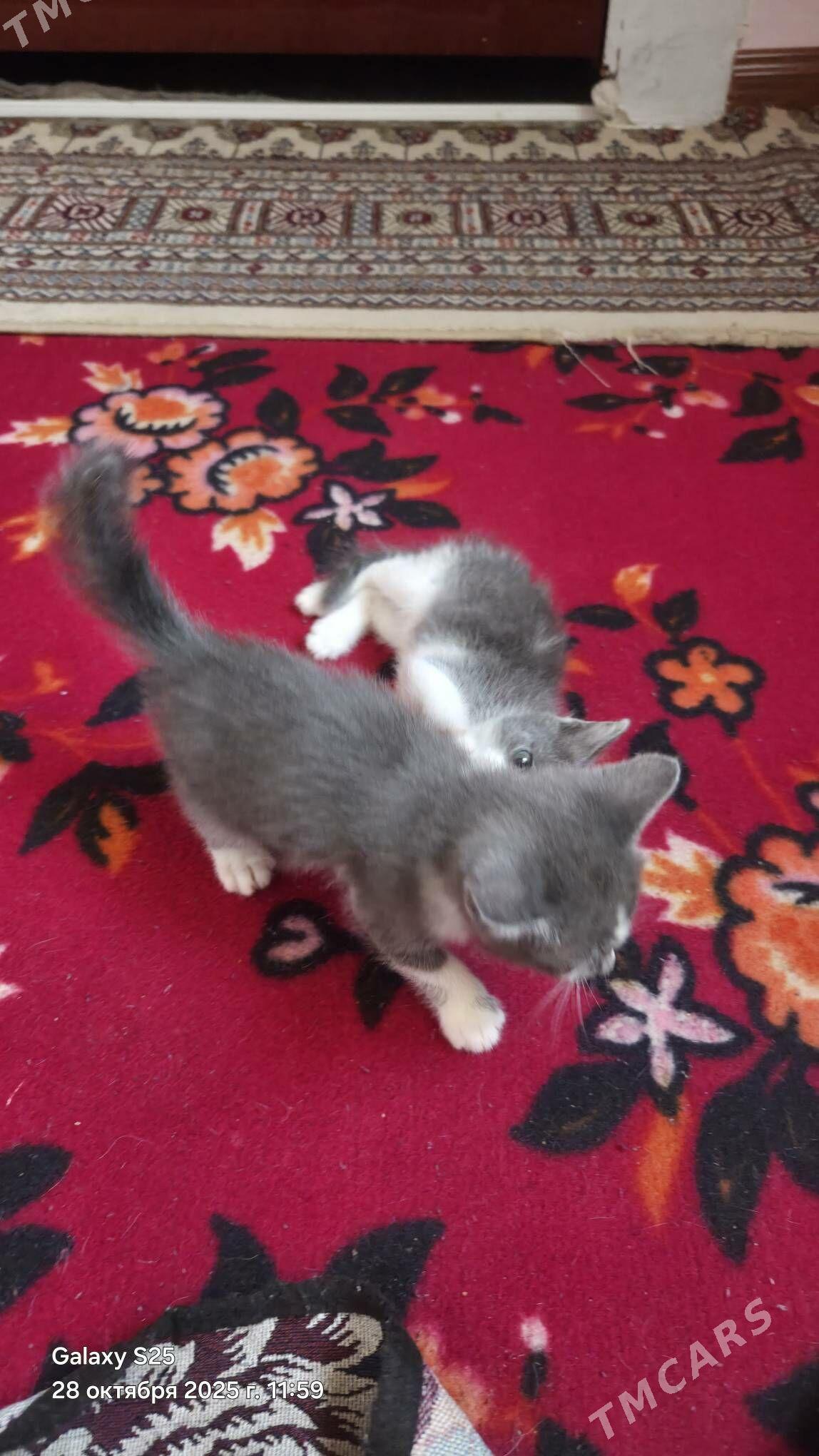 Pisik - 6 мкр - img 3