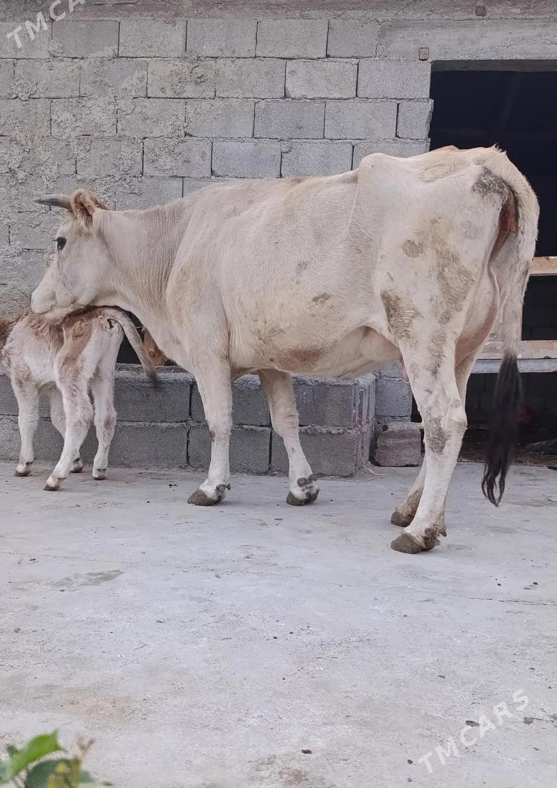 GÖLELİ SYGYR - Гёкдепе - img 1