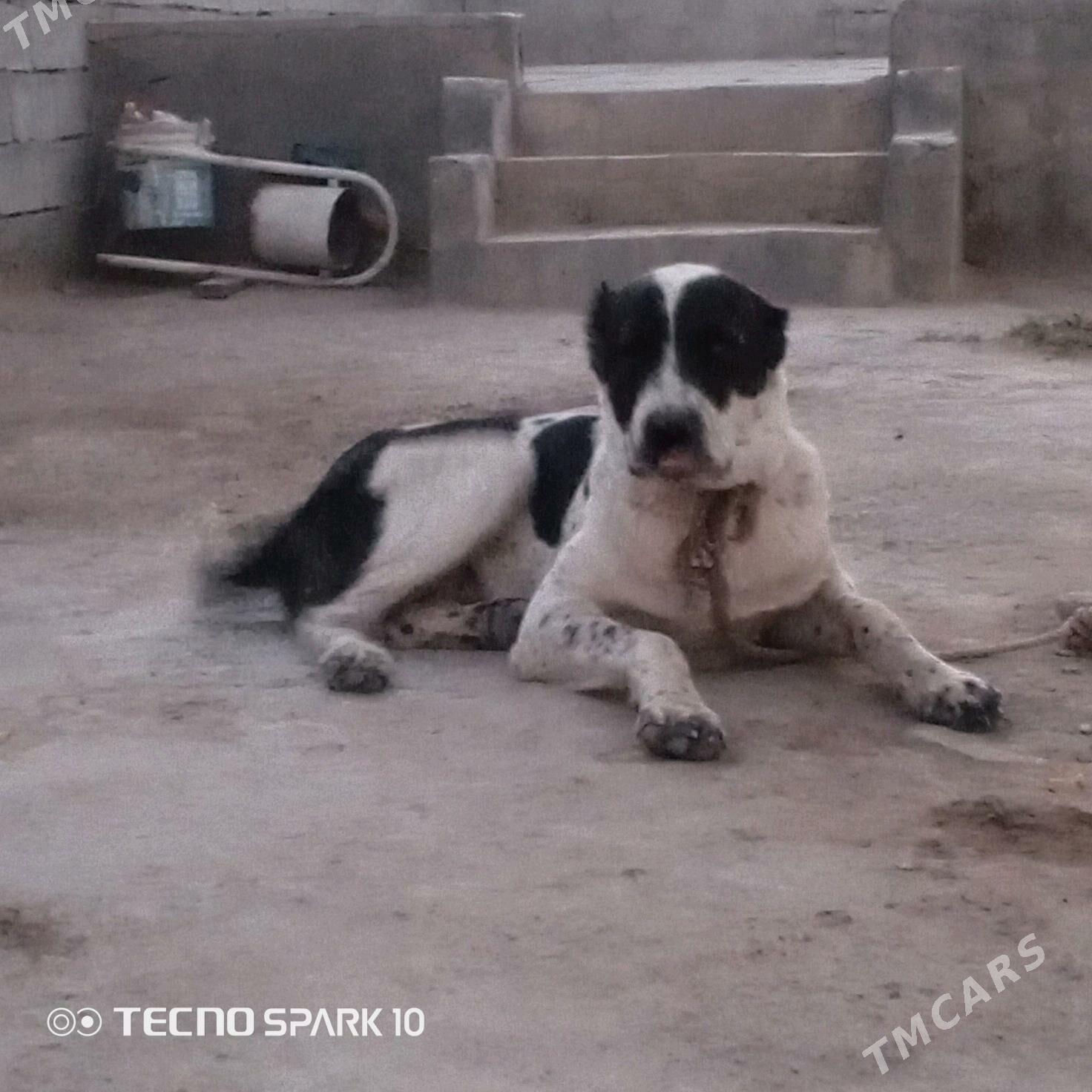 alabay köpek it - Херрикгала - img 3