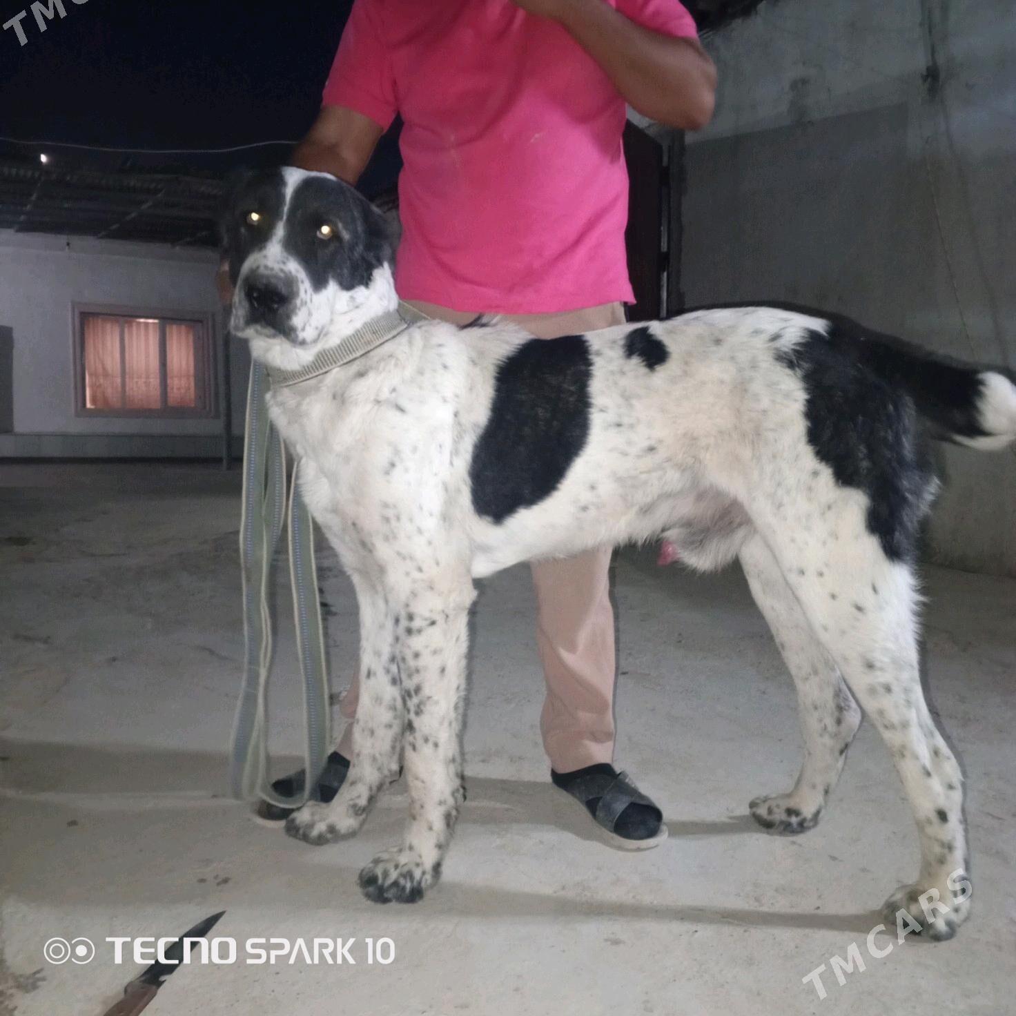 alabay köpek it - Херрикгала - img 2