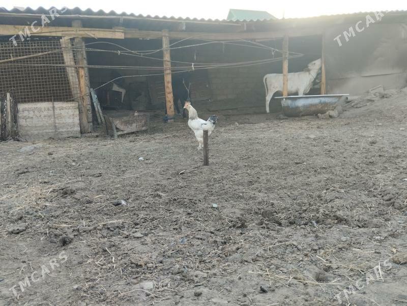 horaz - Büzmeýin - img 4