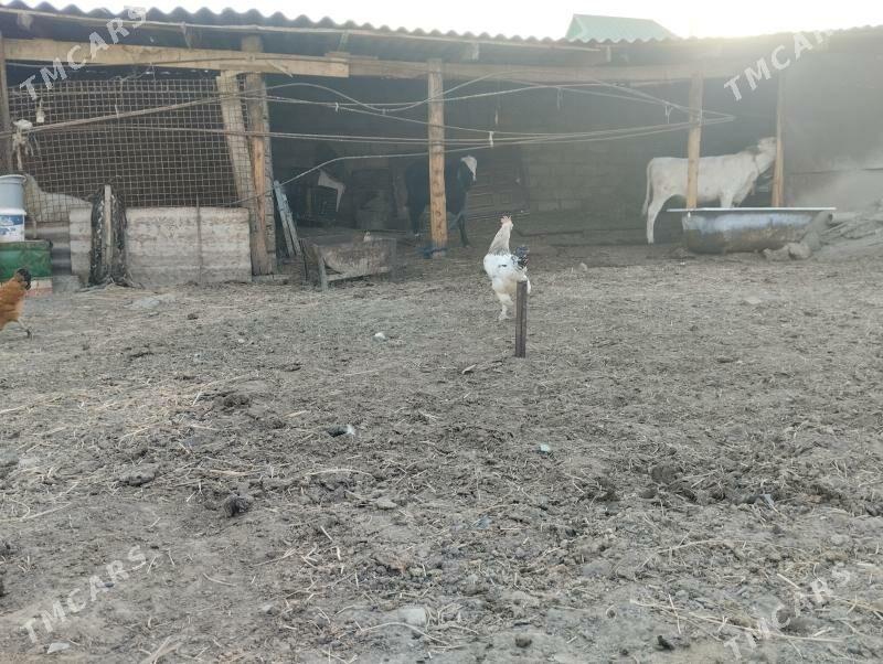 horaz - Büzmeýin - img 5