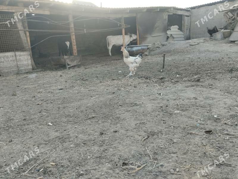 horaz - Büzmeýin - img 2