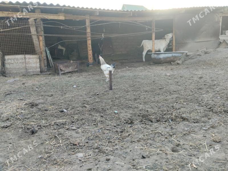 horaz - Büzmeýin - img 3