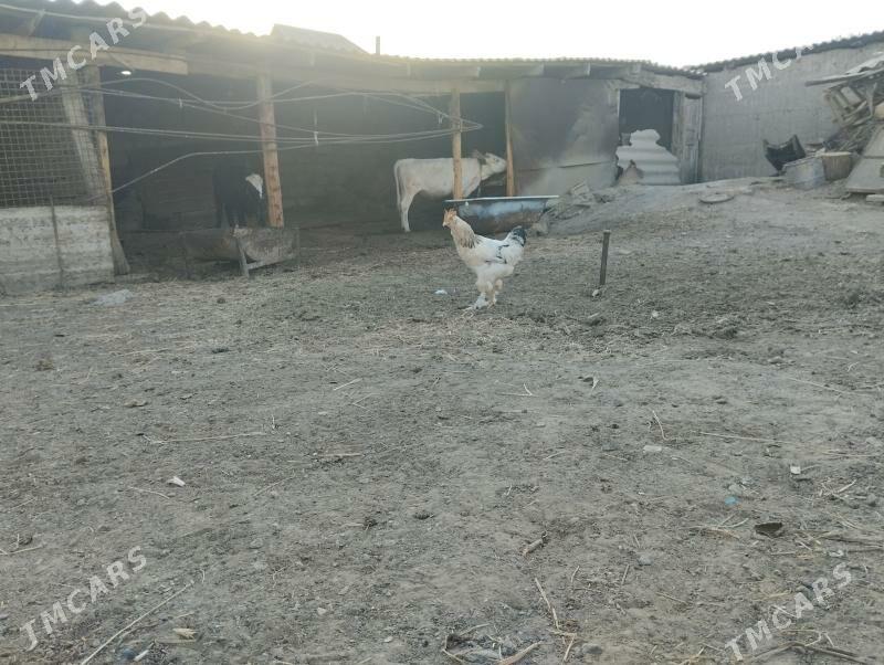 horaz - Бузмеин - img 1