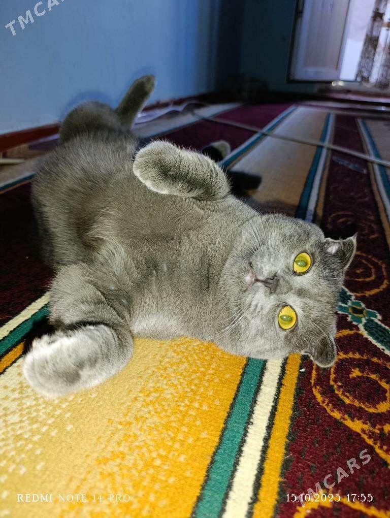 Британский вислоухи - Туркменабат - img 1