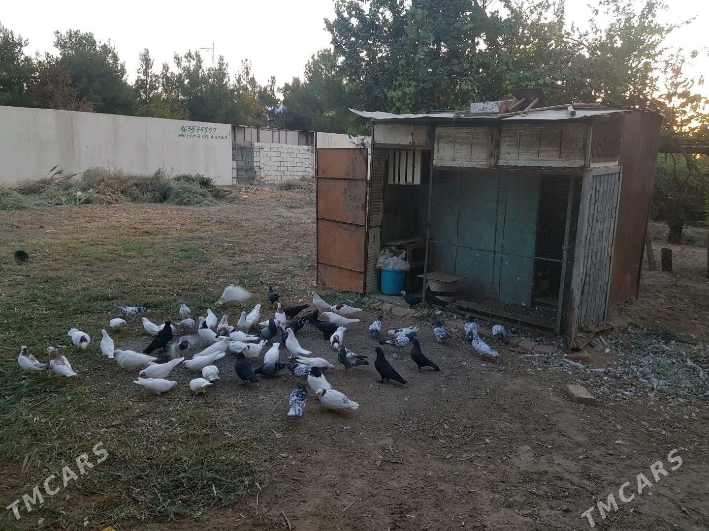 kepter - Türkmenabat - img 1