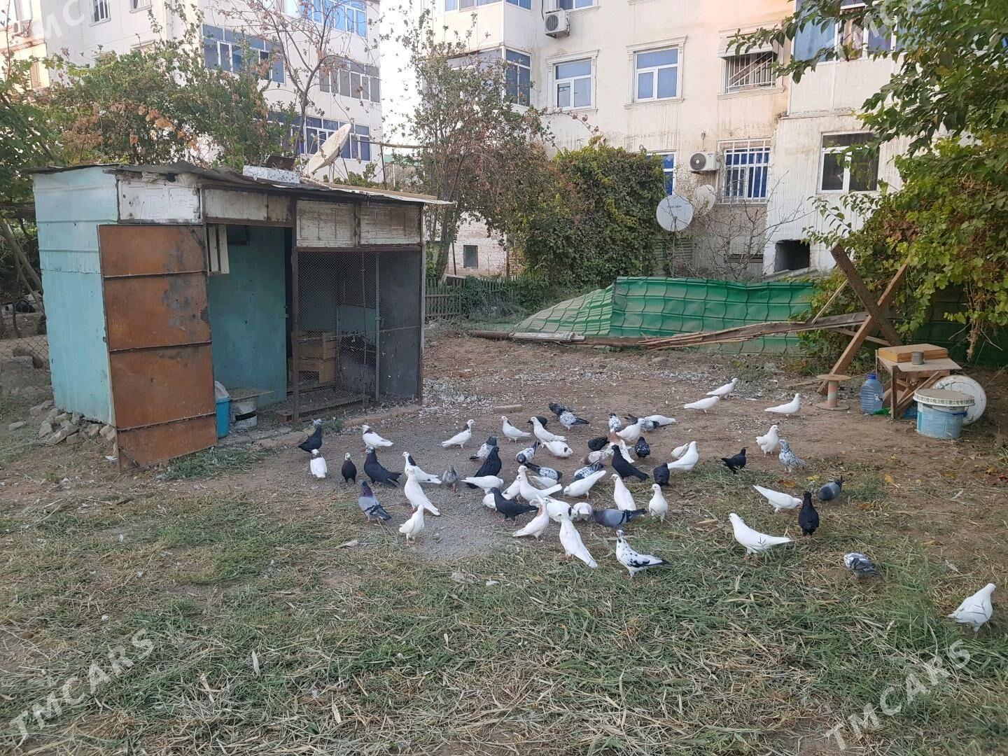 kepter - Türkmenabat - img 3