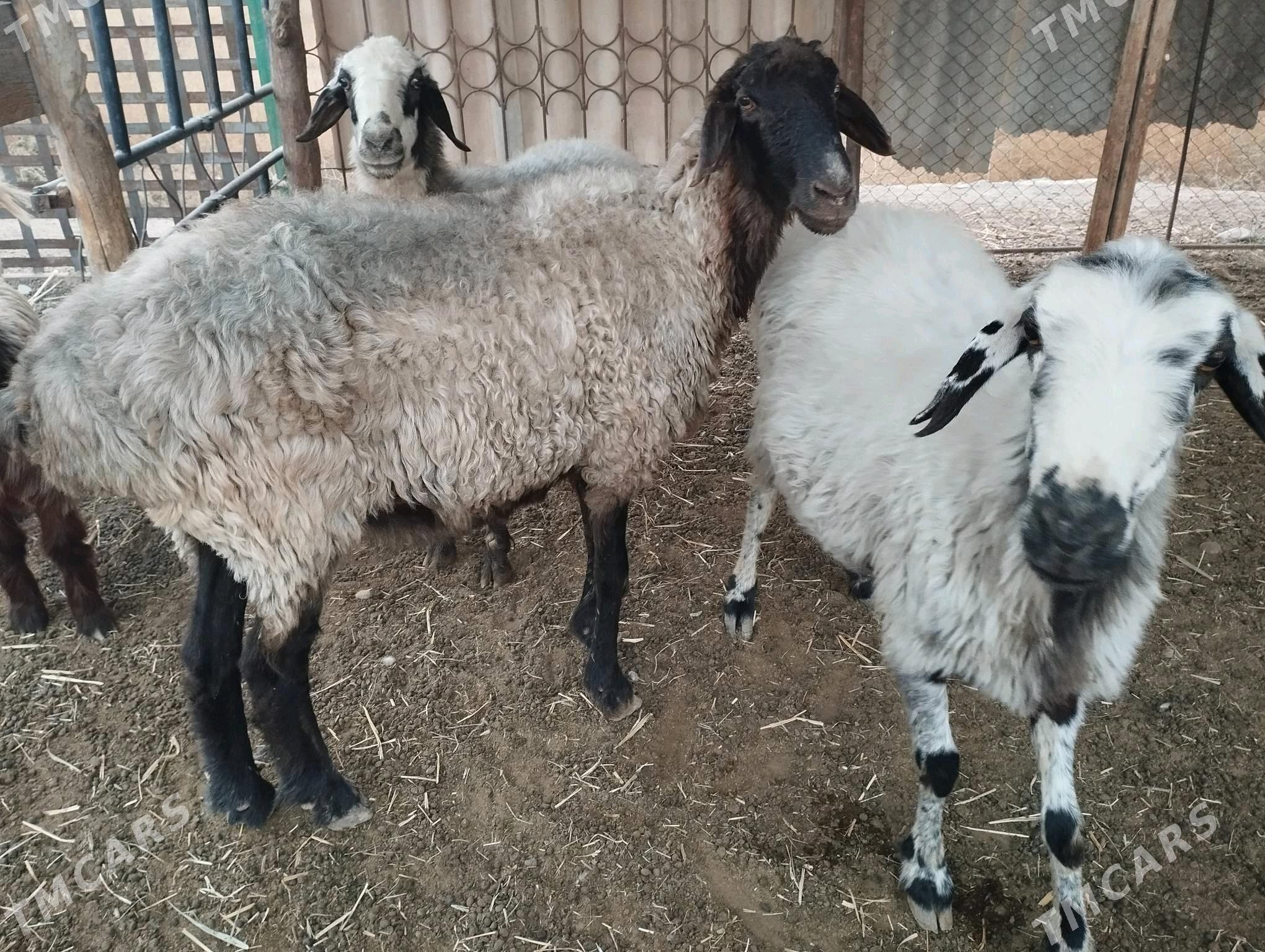 bogaz goyun - Мургап - img 2