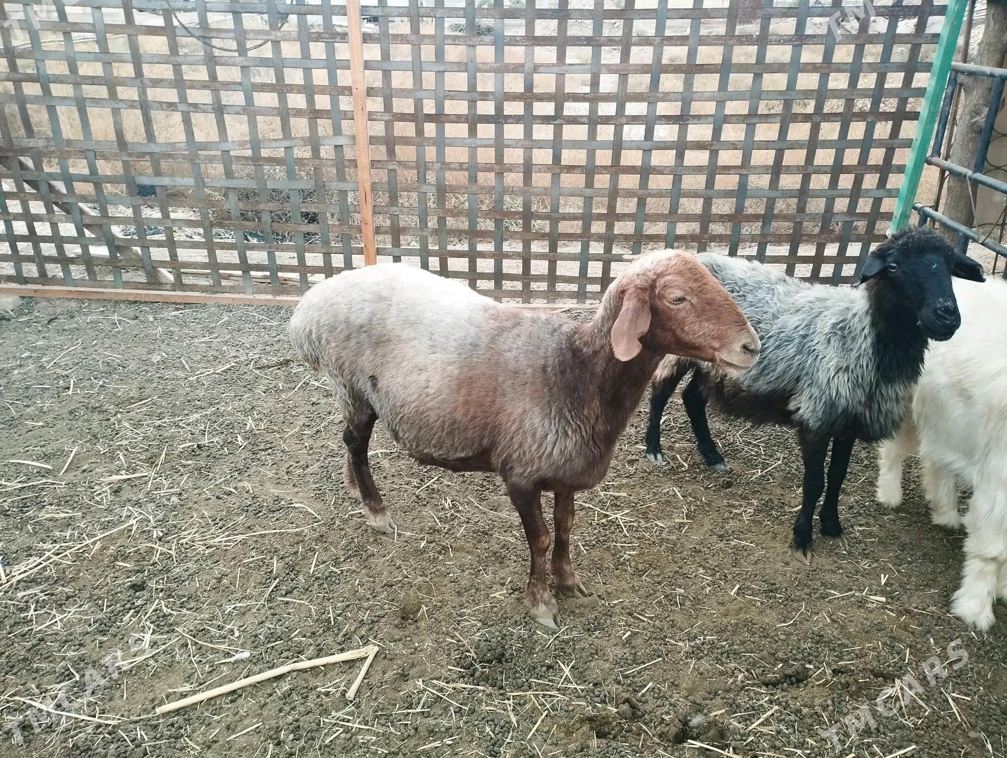 bogaz goyun - Мургап - img 1