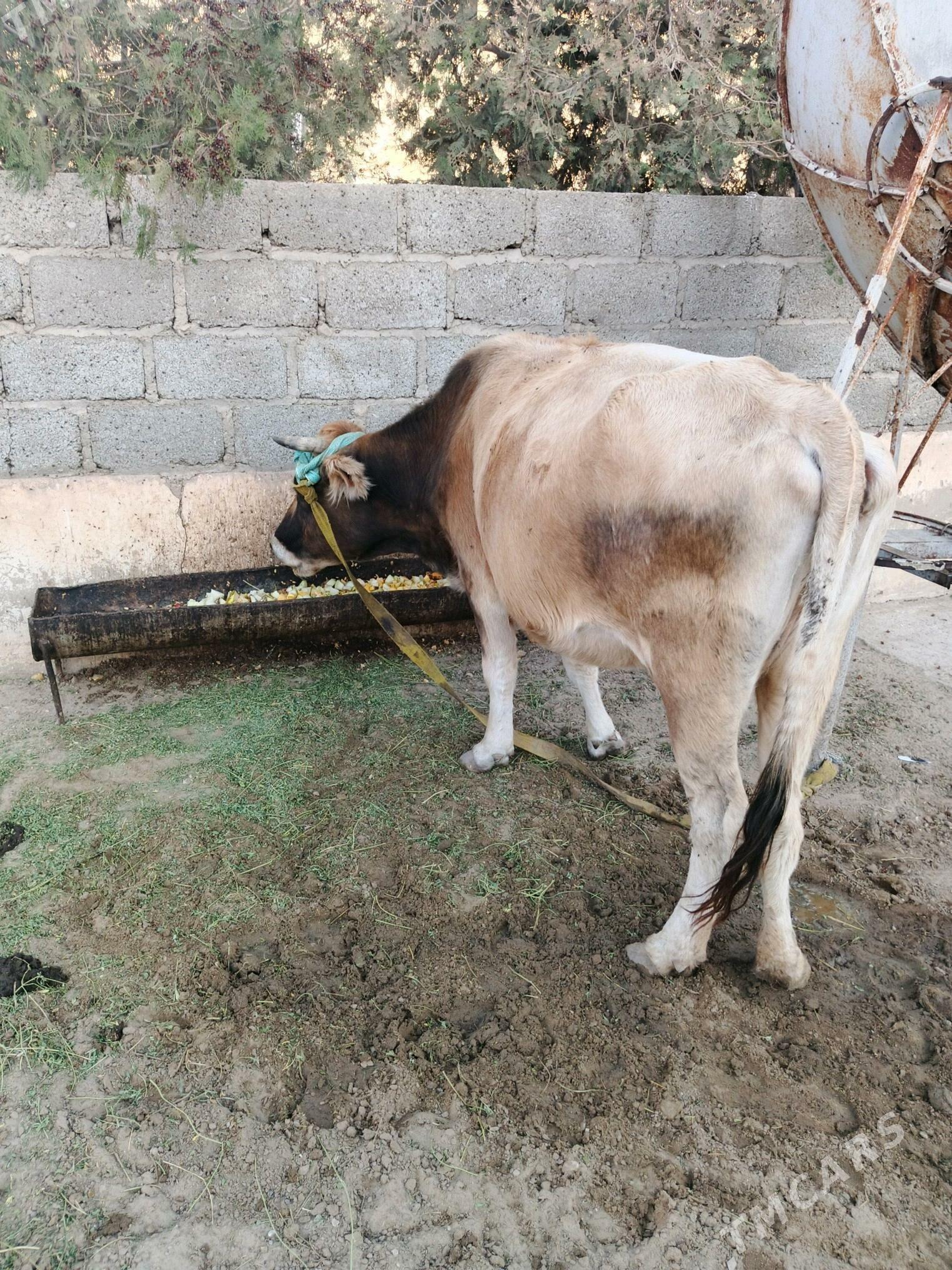 sygyr - Гумдаг - img 1