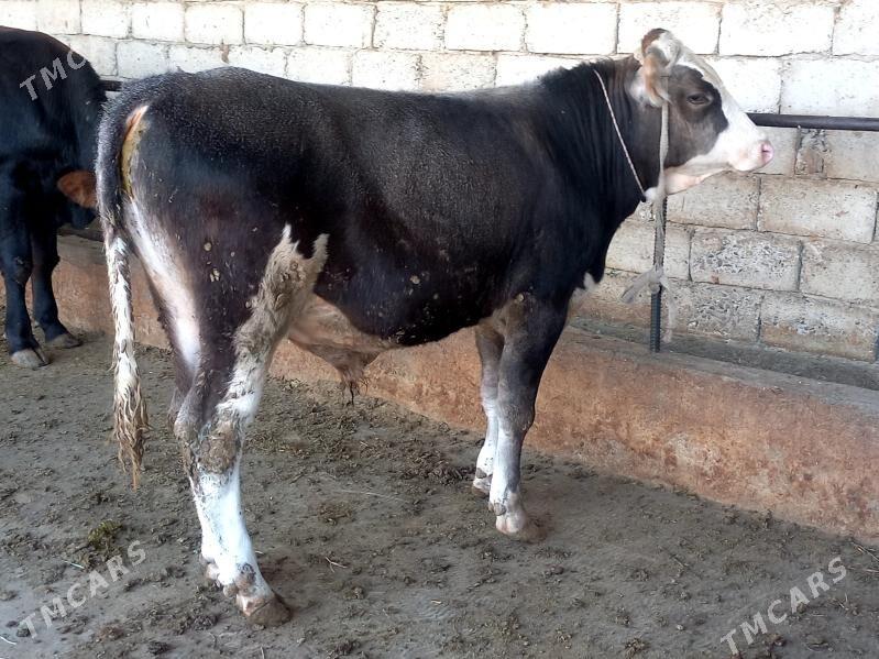 tohum okuz - Гёкдепе - img 2