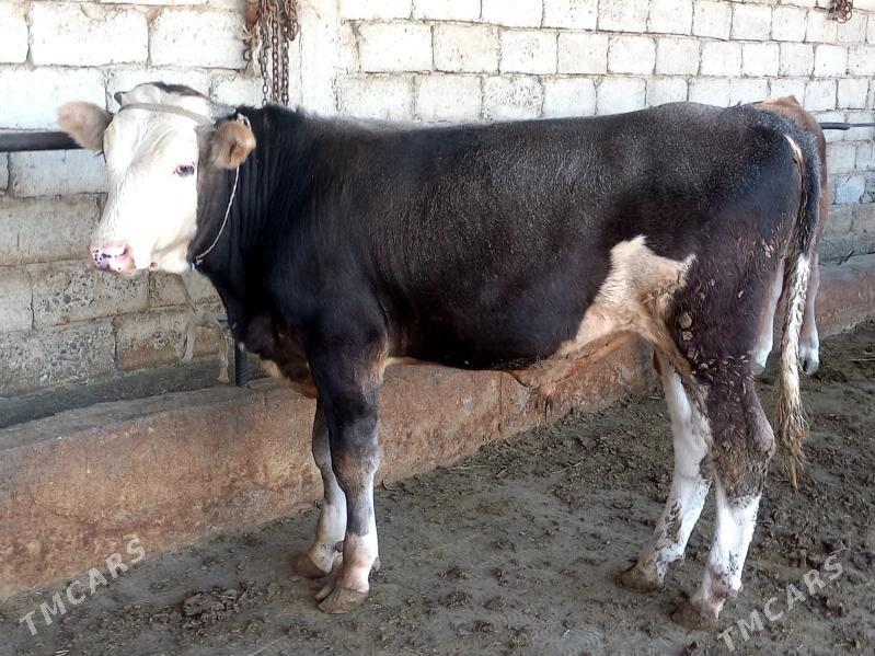 tohum okuz - Гёкдепе - img 1