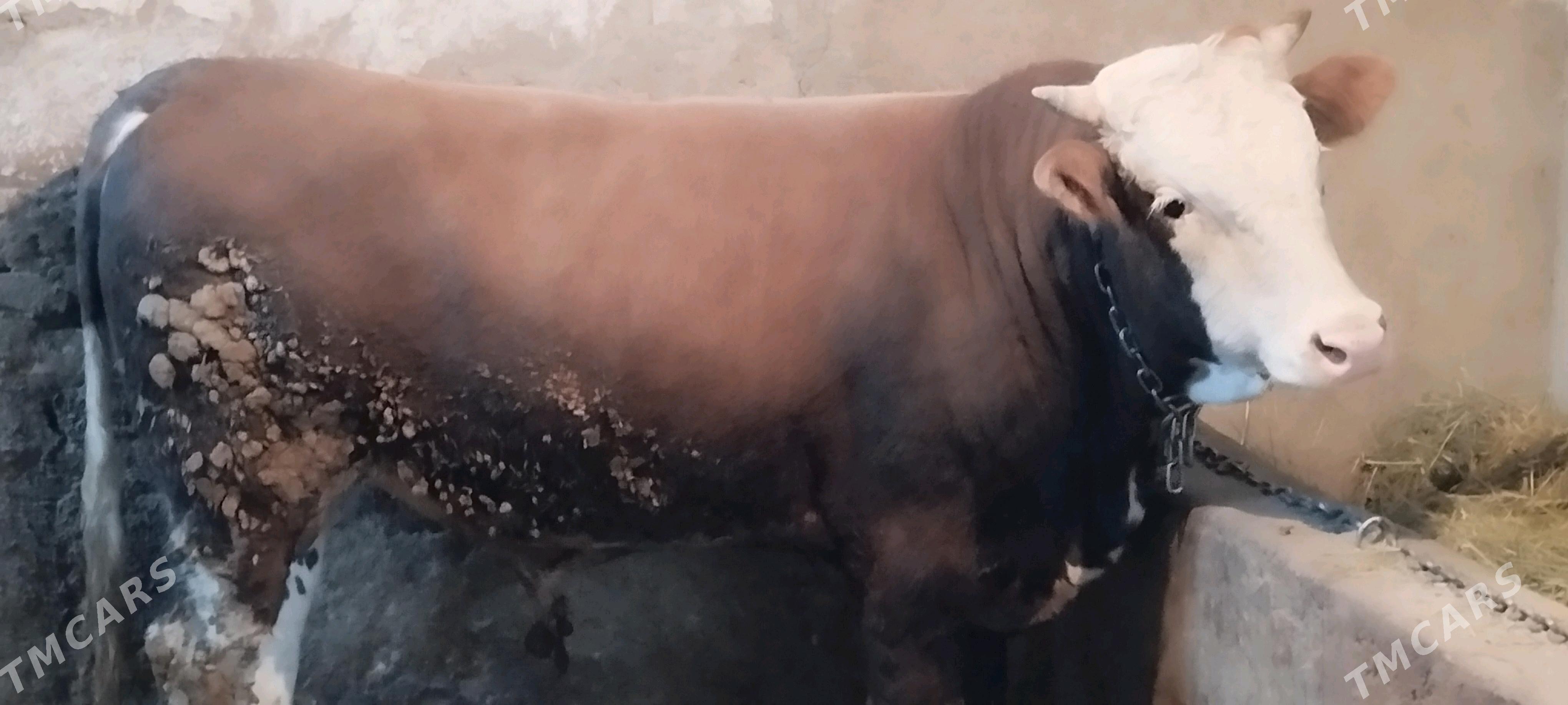 Öküz - Кака - img 2