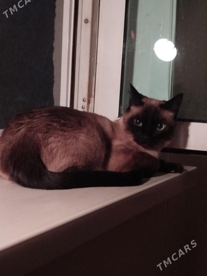 отдам котика - Büzmeýin GRES - img 3