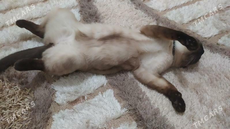 отдам котика - Büzmeýin GRES - img 6